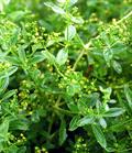 common madder , dyer's madder
